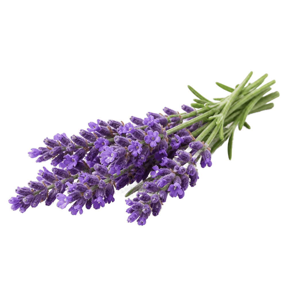 Lavender Oil