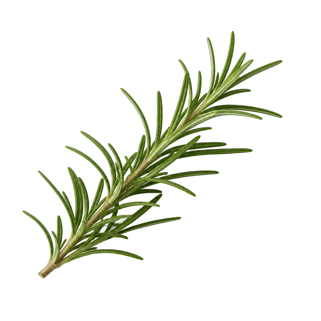 Rosemary Oil